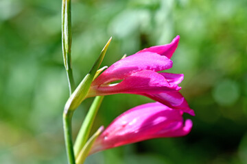 sword liy with flower in an herbal garden in Germany