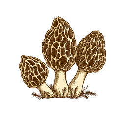 Morel mushrooms illustration hand drawn, family of edible mushrooms, cut mushroom, spongy morel, healthy organic food, vegetarian food, fresh mushrooms isolated on white background