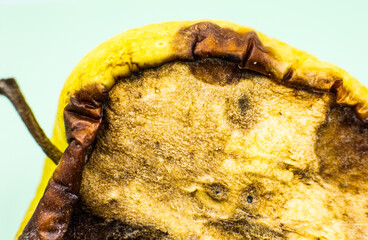Rotten and Moldy apple fruit. Bad conditions of preservation. Close up, Spoiled  food. Fungus illness.