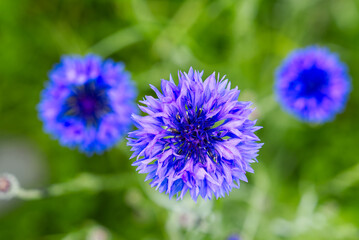 Blue bee cornflower, close up on natural background. macro photography