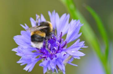 honey bee feeding on nectar
