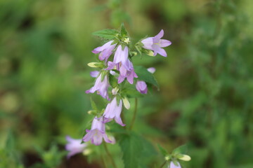 flowers in the garden