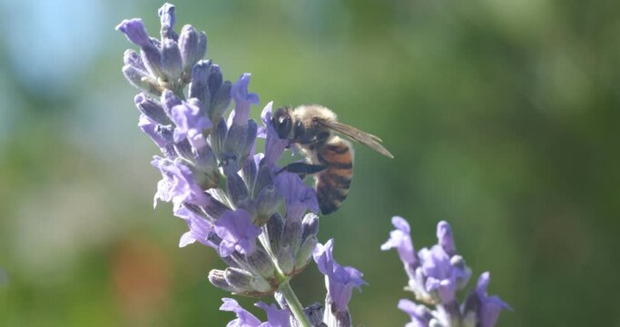 Lavender flower. Purple lavender flower.An ear in bloom in a Mediterranean garden near the Cinque Terre.  Italy. 