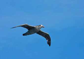 Noordelijke Reuzenstormvogel, Hall's Giant Petrel, Macronectes halli