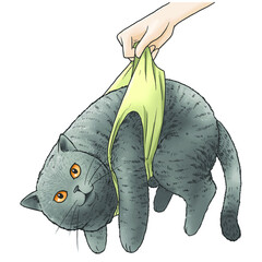 British Short Hair Cat funny illustration - 440988098