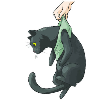 Black Cat funny illustration