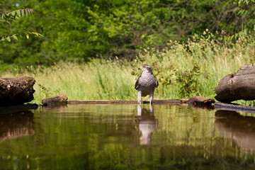 Havik, Northern Goshawk, Accipiter gentilis