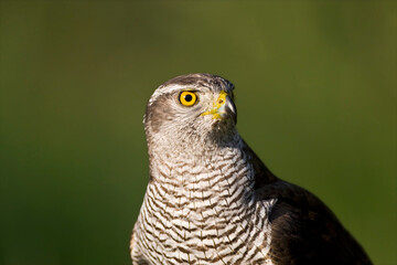 Havik, Northern Goshawk, Accipiter gentilis