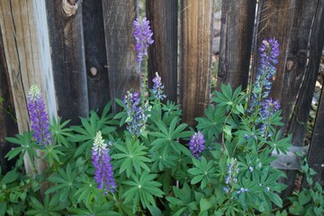flowers on the garden in summer