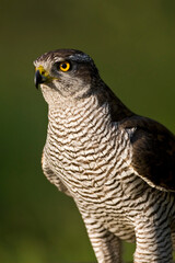 Havik, Northern Goshawk, Accipiter gentilis