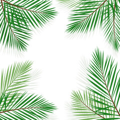 Green Palm leaf vector background illustration. 