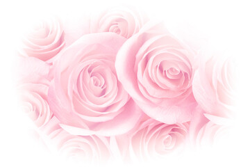Fototapeta na wymiar Pink Rose Petals Photo Background