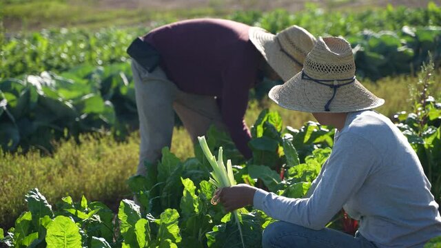 Two men on farm harvesting colorful swiss chard in the morning wearing straw hats.