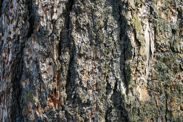 Bark of an old tree for texture background.