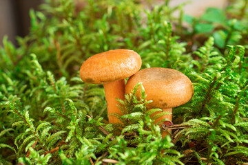 Two Saffron milk mushrooms in moss. Lactarius deliciosus mushroom closeup. Forest mushroom. Selective focus