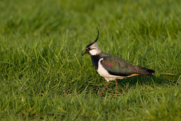 Northern Lapwing, Kievit, Vanellus vanellus