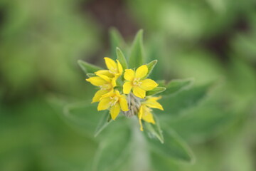 yellow dandelion flower
