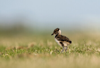Kievit, Northern Lapwing, Vanellus vanellus © AGAMI