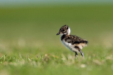 Kievit, Northern Lapwing, Vanellus vanellus