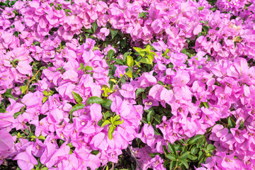 Obraz premium Bougainvillea Singapore Pink flower also known as Singapore Beauty