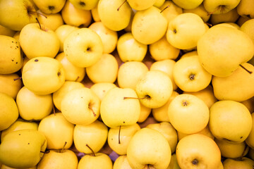 yellow apples background