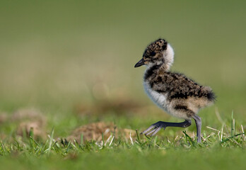 Kievit, Northern Lapwing, Vanellus vanellus