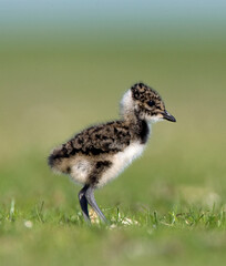 Kievit, Northern Lapwing, Vanellus vanellus