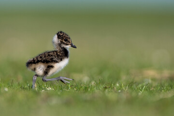Kievit, Northern Lapwing, Vanellus vanellus