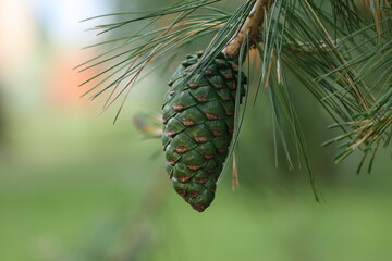 pine cones on a branch
