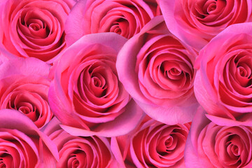Rose Petals Background