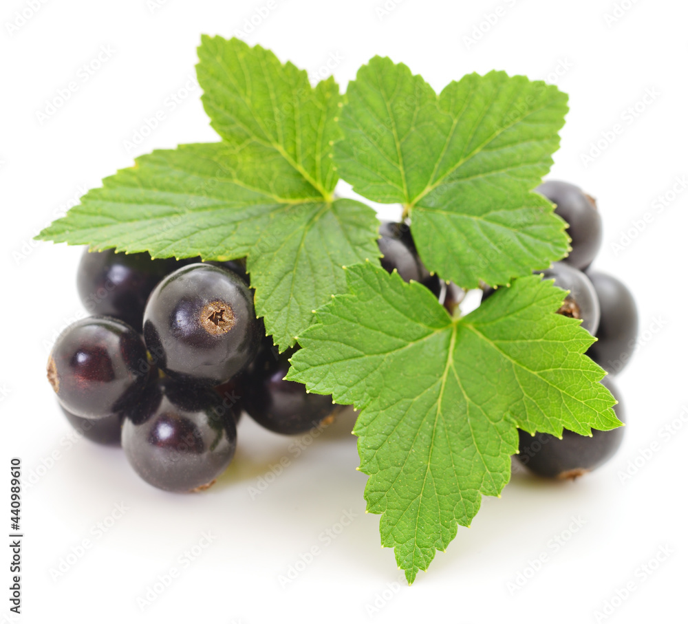 Wall mural black currants isolated.