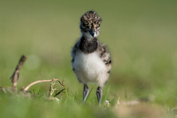 Kievit, Northern Lapwing, Vanellus vanellus