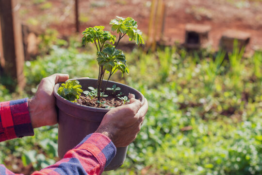 Farmer holding pot with polyscias fruticosa plant on sunset farm. Space for text.