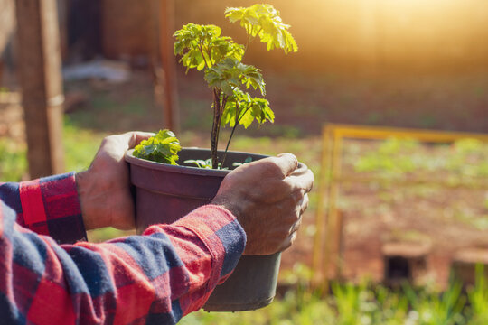 Farmer holding pot with polyscias fruticosa plant on sunset farm. Space for text.