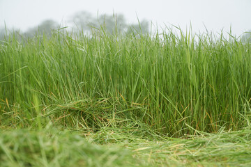 Grass with dew drops beneath a foggy morning sky with in the foreground the freshly mowed grass for...