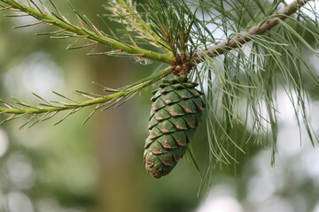 pine cones on a branch