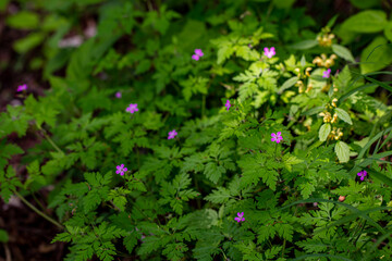 Geranium robertianum growing in the field	