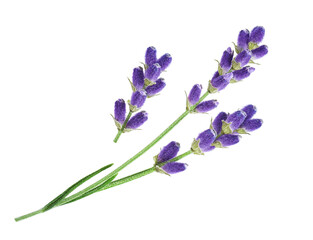 Lavender sprig flowers isolated on white background