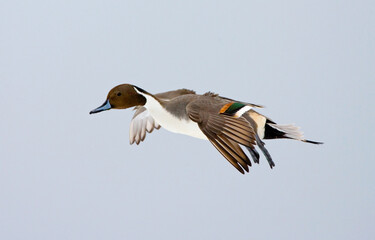 Northern Pintail, Pijlstaart, Anas acuta