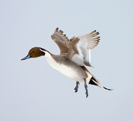 Northern Pintail, Pijlstaart, Anas acuta