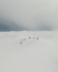 Aerial view over small herd of reindeers in snow in Iceland 