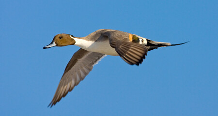 Northern Pintail, Pijlstaart, Anas acuta