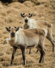Two young reindeers looking into camera