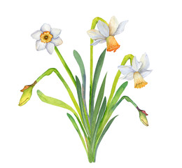 Fototapeta premium Romantic illustration of a watercolor bouquet of white daffodils. Botanical elements isolated on white background.