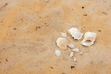 Sea shells in the sand. Summer background. Beach texture. Copy space Top view