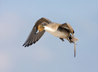 Northern Pintail, Pijlstaart, Anas acuta