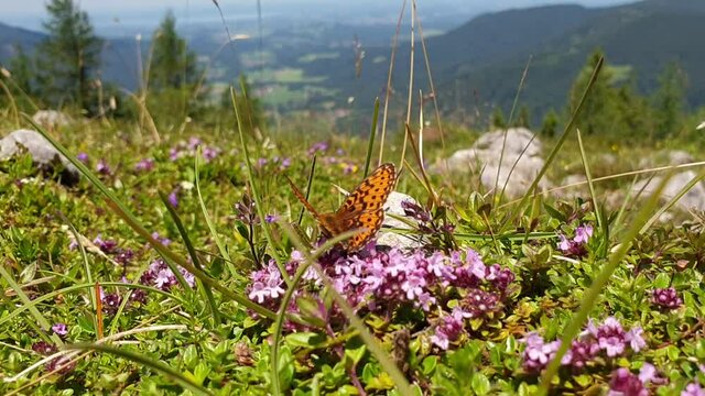 Kaisermantel - Schmetterling in freier Natur