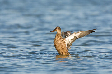 Slobeend, Northern Shoveler, Anas clypeata