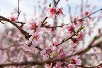 Peach flowers. Small depth of field