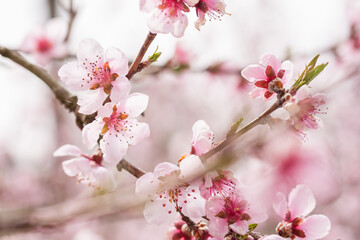 Peach flowers. Small depth of field